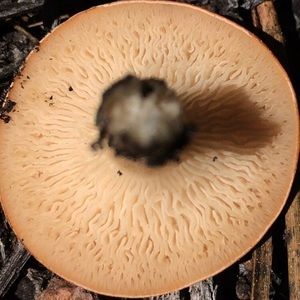 Meet your Posher, Jonny